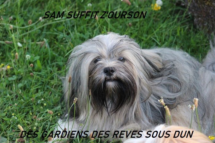 Sam suffit z'ourson Des Gardiens Des Reves Sous Dun