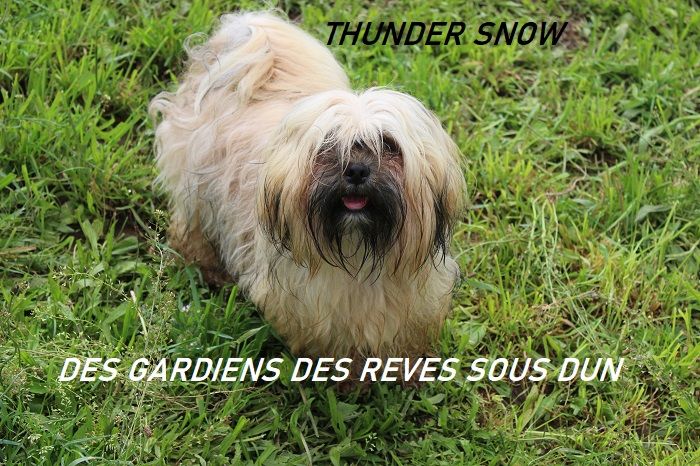 Thunder snow Des Gardiens Des Reves Sous Dun