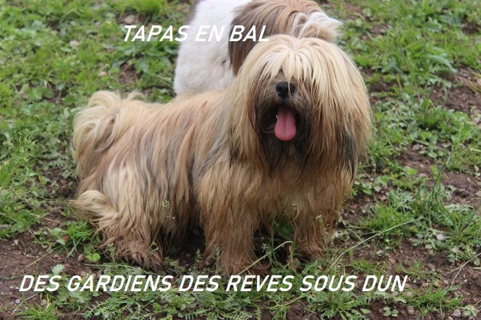 Tapas en bal Des Gardiens Des Reves Sous Dun