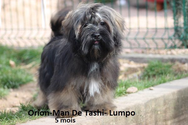 Orion-man De tashi-lumpo