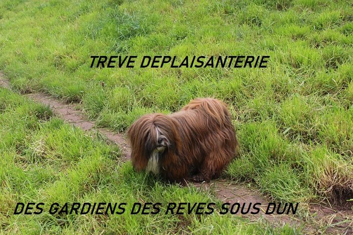 Treve deplaisanterie Des Gardiens Des Reves Sous Dun