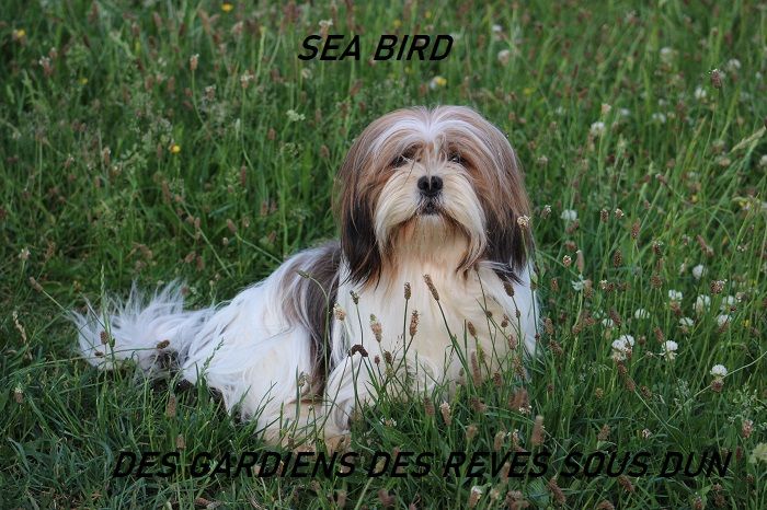 Sea bird Des Gardiens Des Reves Sous Dun