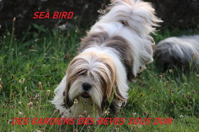 Sea bird Des Gardiens Des Reves Sous Dun