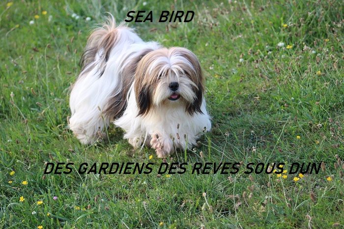 Sea bird Des Gardiens Des Reves Sous Dun