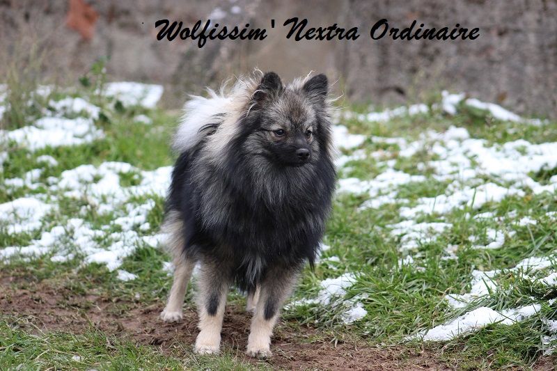 Wolfissim' Nextra ordinaire