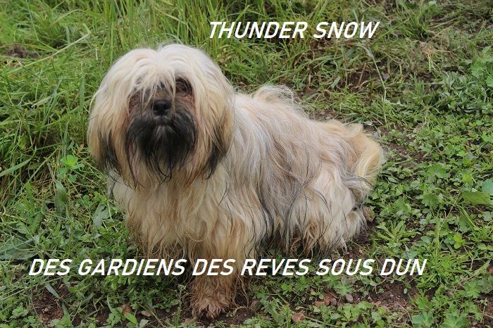 Thunder snow Des Gardiens Des Reves Sous Dun