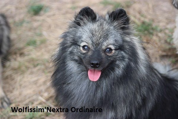 Wolfissim' Nextra ordinaire