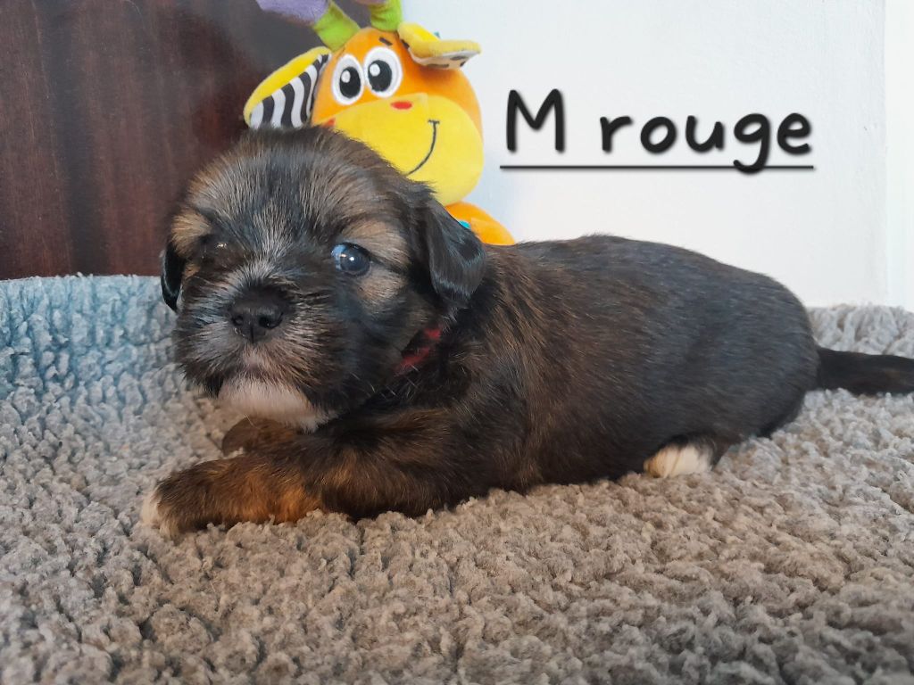 Des Gardiens Des Reves Sous Dun - Chiot disponible  - Lhassa Apso