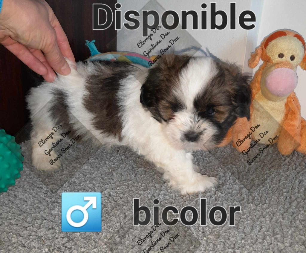 Des Gardiens Des Reves Sous Dun - Chiot disponible  - Lhassa Apso