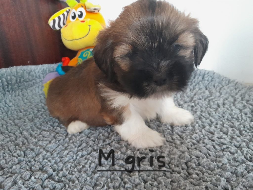 Des Gardiens Des Reves Sous Dun - Chiot disponible  - Lhassa Apso