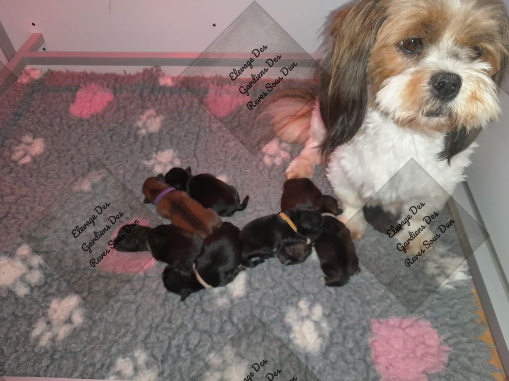 chiot Lhassa Apso Des Gardiens Des Reves Sous Dun