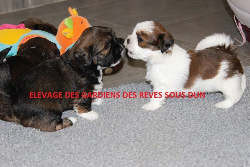 chiot Lhassa Apso Des Gardiens Des Reves Sous Dun