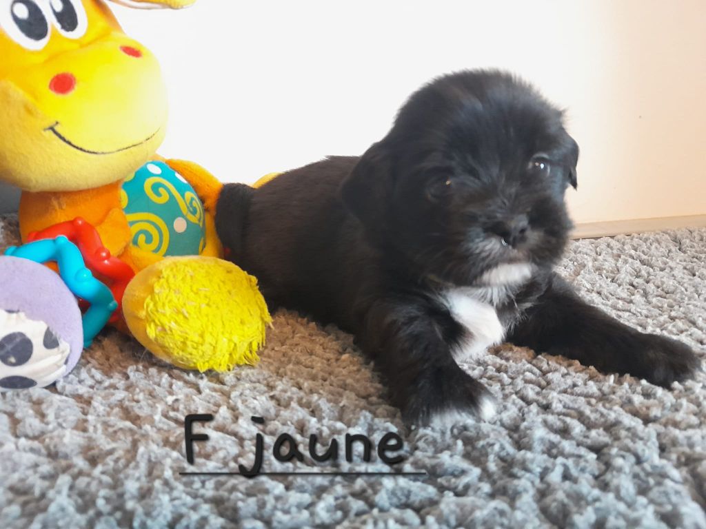 Des Gardiens Des Reves Sous Dun - Chiot disponible  - Lhassa Apso