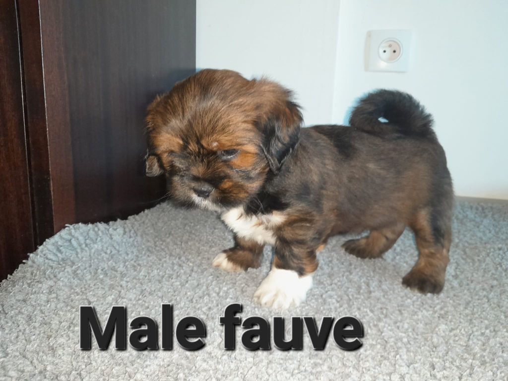 Des Gardiens Des Reves Sous Dun - Chiot disponible  - Lhassa Apso