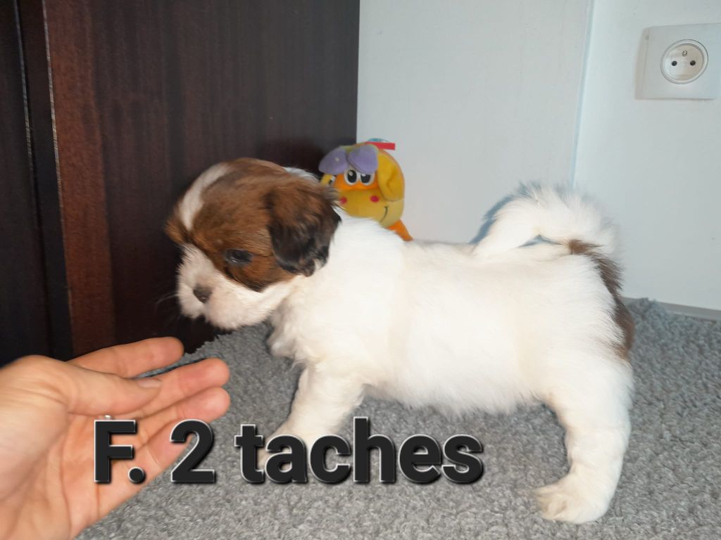 Des Gardiens Des Reves Sous Dun - Chiot disponible  - Lhassa Apso