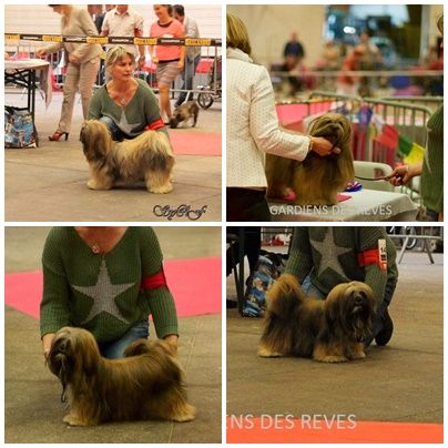 Des Gardiens Des Reves Sous Dun - EXPOSITION INTERNATIONALE SPECIAL LHASSA APSO MACON (71)