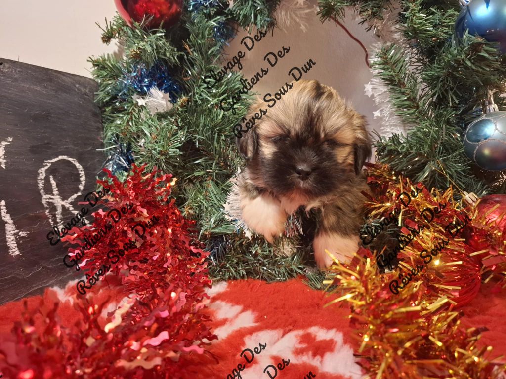 Des Gardiens Des Reves Sous Dun - Chiots disponibles - Lhassa Apso