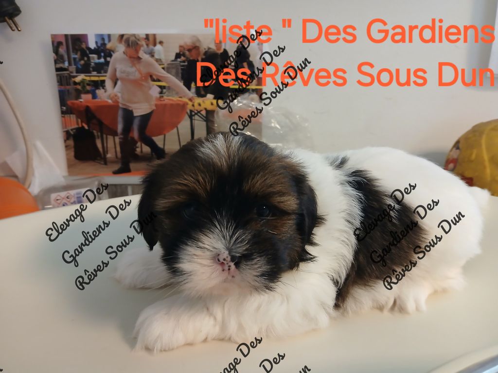 Des Gardiens Des Reves Sous Dun - Chiots disponibles - Lhassa Apso