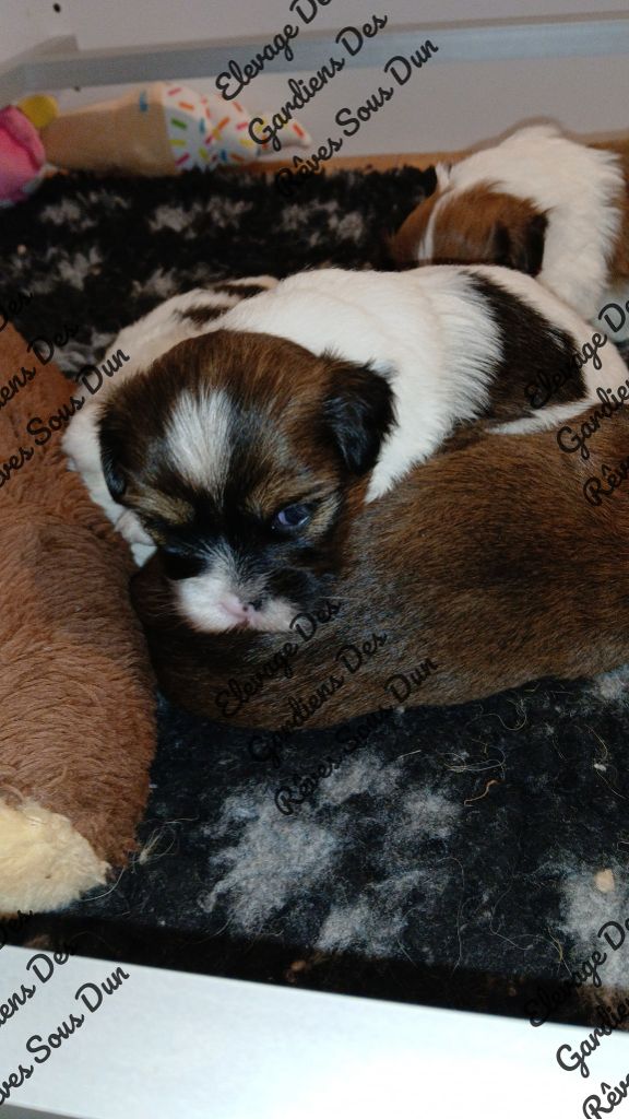 Des Gardiens Des Reves Sous Dun - Chiots disponibles - Lhassa Apso