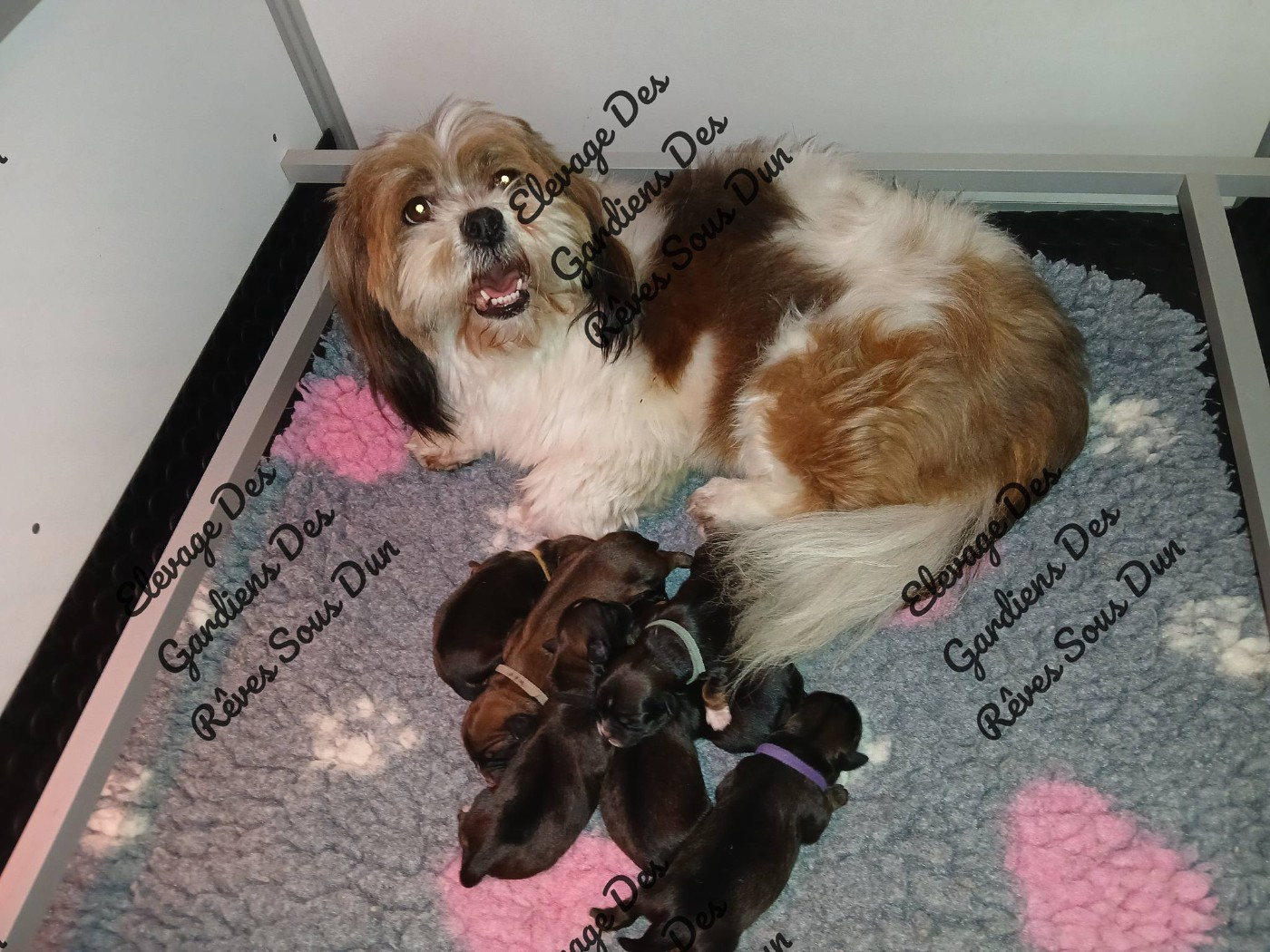 Des Gardiens Des Reves Sous Dun - Lhassa Apso - Portée née le 10/01/2026