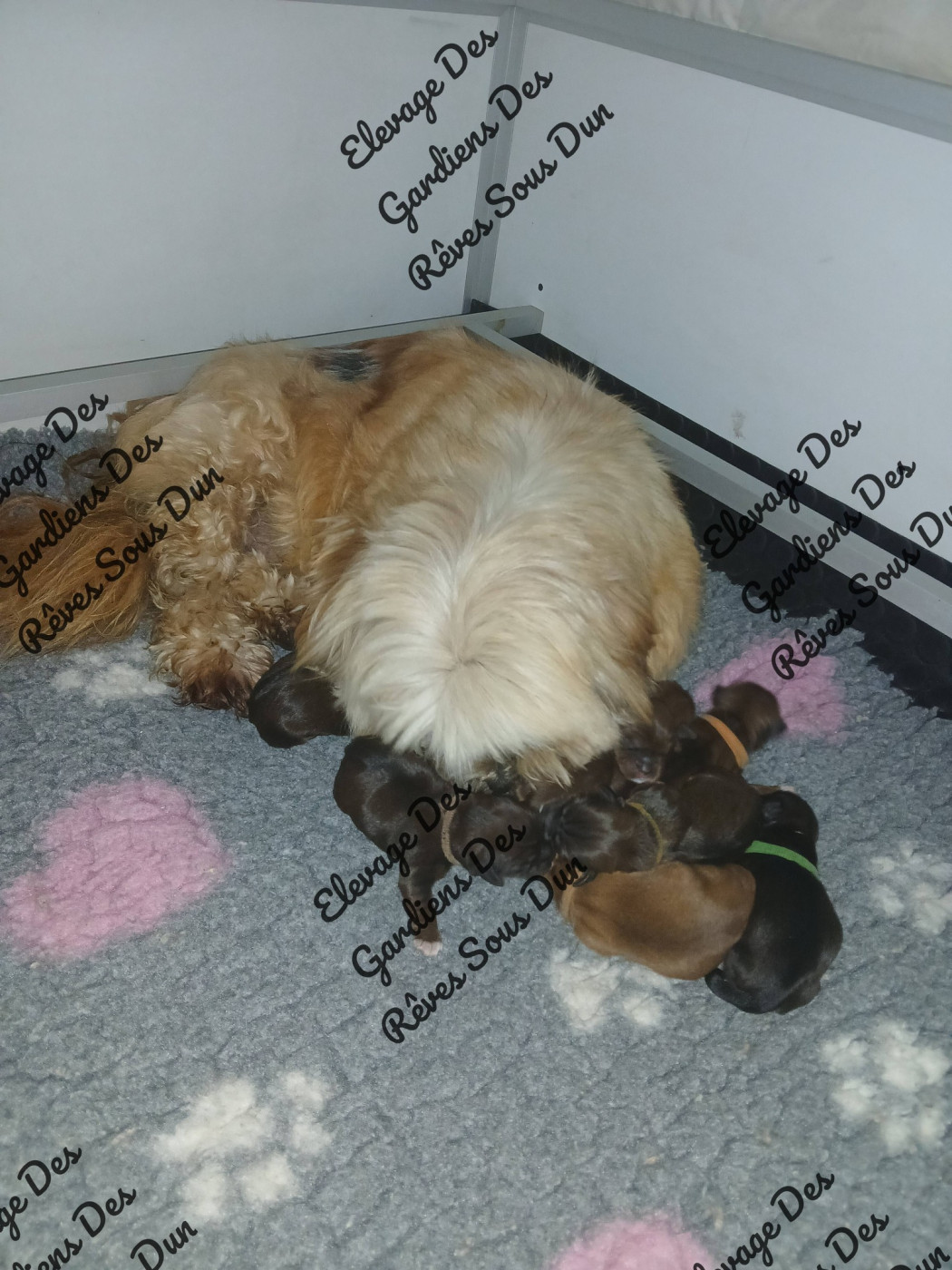 Des Gardiens Des Reves Sous Dun - Chiots disponibles - Lhassa Apso
