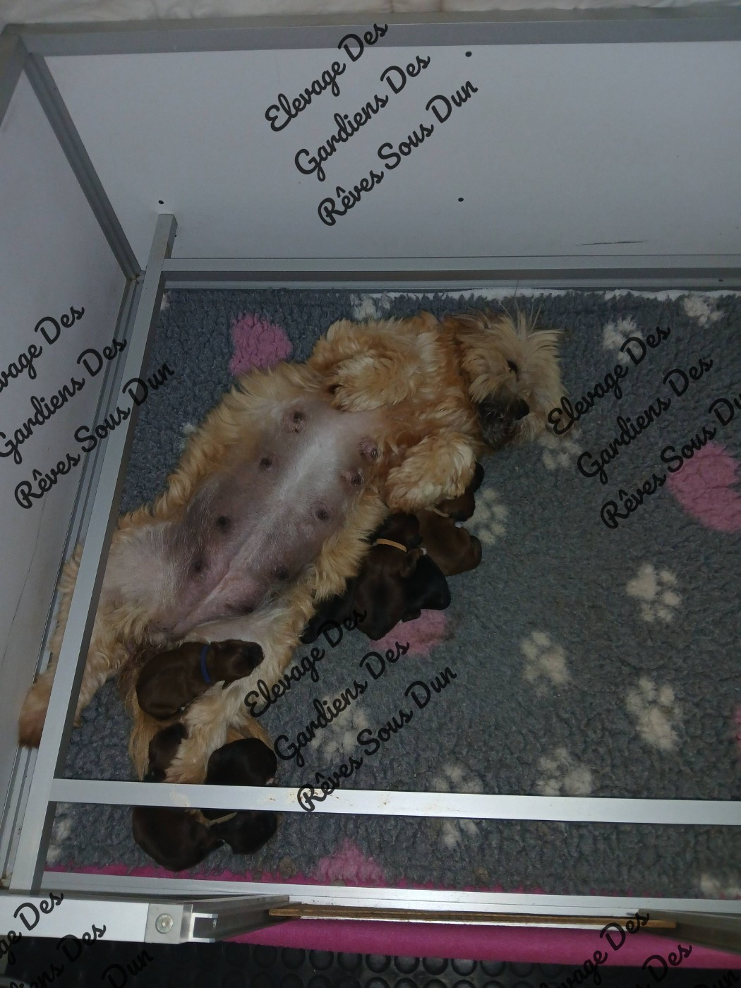 Des Gardiens Des Reves Sous Dun - Chiots disponibles - Lhassa Apso