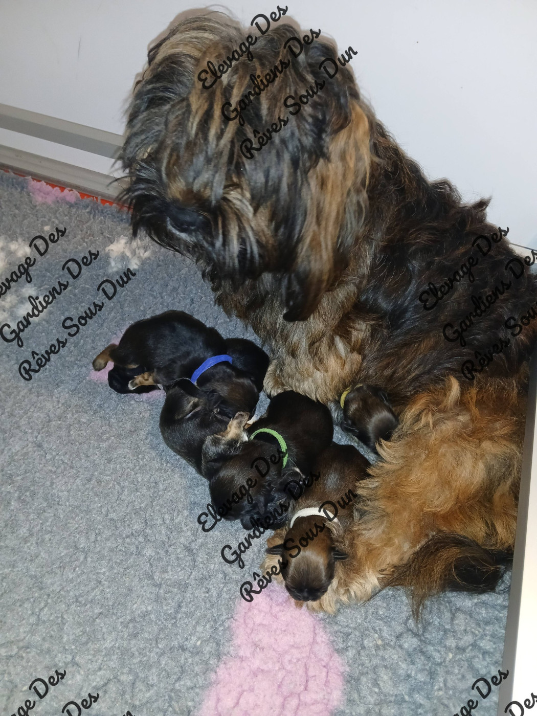 Chiot Lhassa Apso Des Gardiens Des Reves Sous Dun