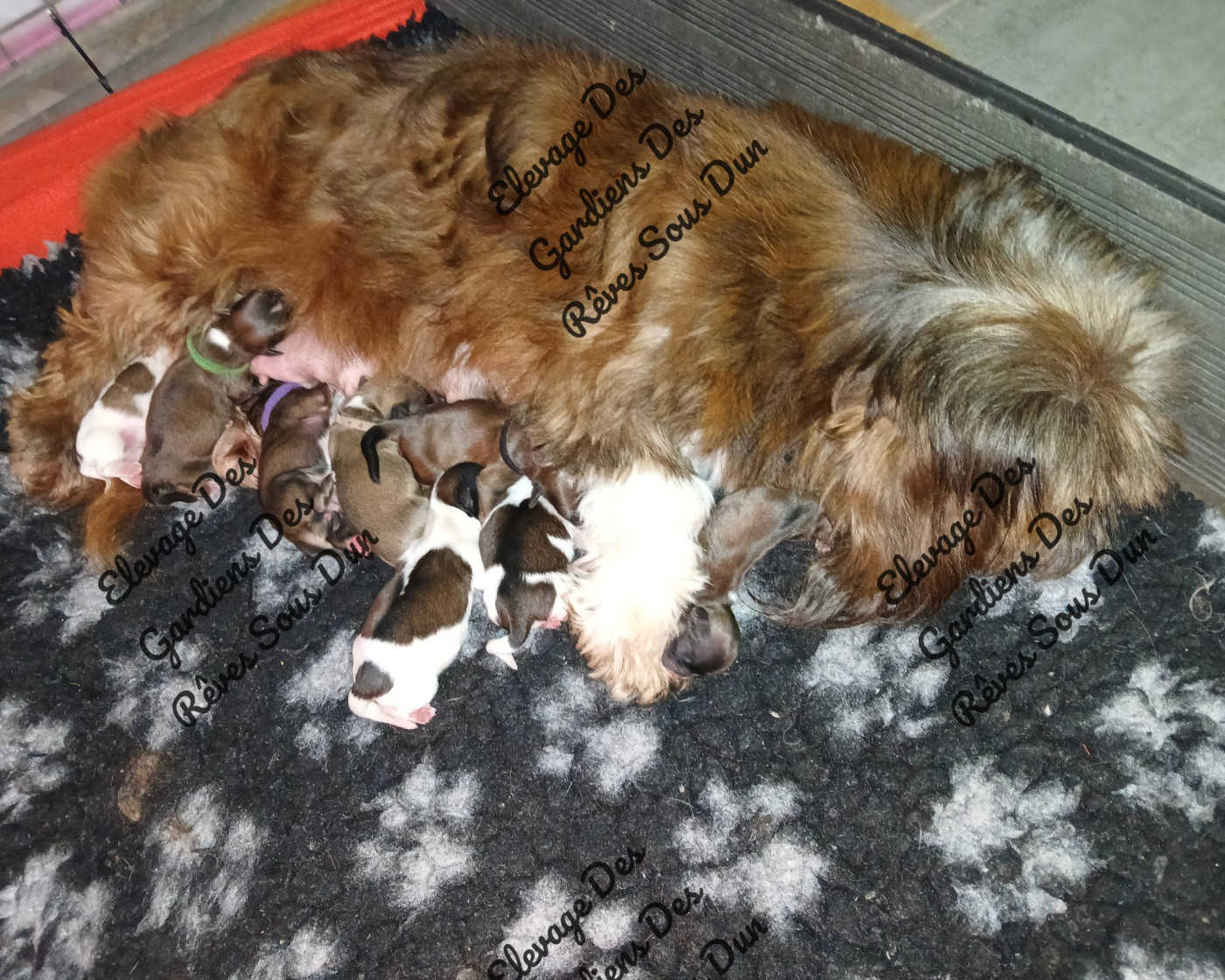 Chiot Lhassa Apso Des Gardiens Des Reves Sous Dun