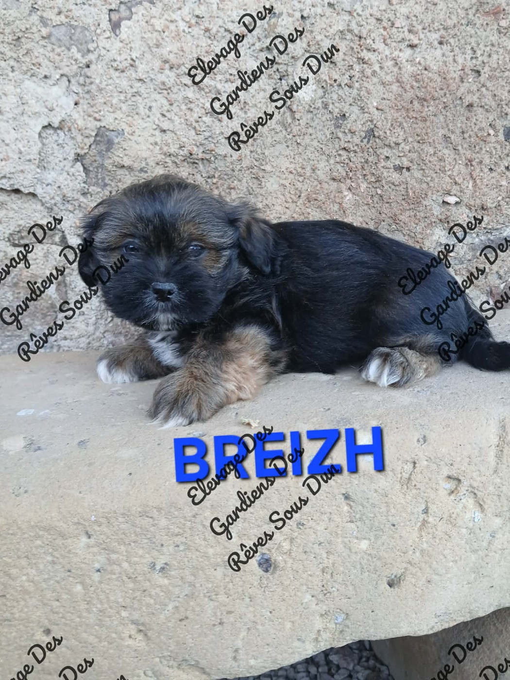 Des Gardiens Des Reves Sous Dun - Chiots disponibles - Lhassa Apso