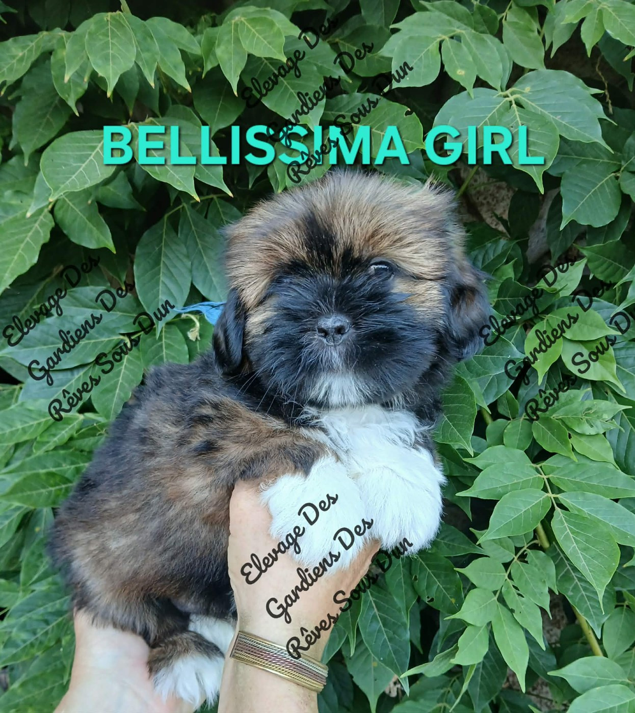 Des Gardiens Des Reves Sous Dun - Chiots disponibles - Lhassa Apso