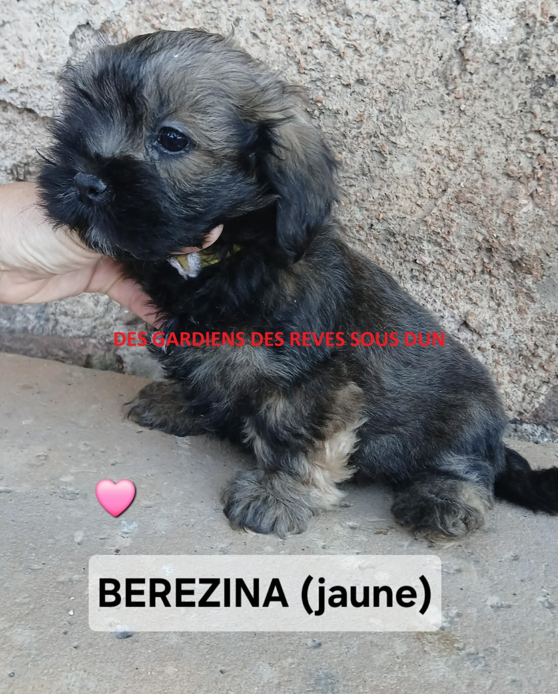 Des Gardiens Des Reves Sous Dun - Chiots disponibles - Lhassa Apso