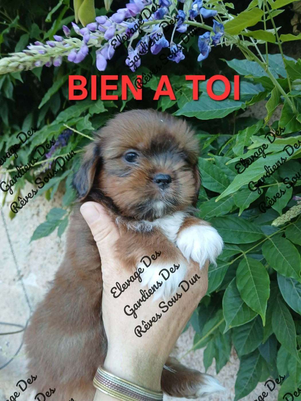 Des Gardiens Des Reves Sous Dun - Chiots disponibles - Lhassa Apso