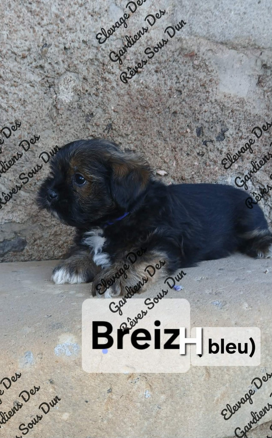 Des Gardiens Des Reves Sous Dun - Chiots disponibles - Lhassa Apso