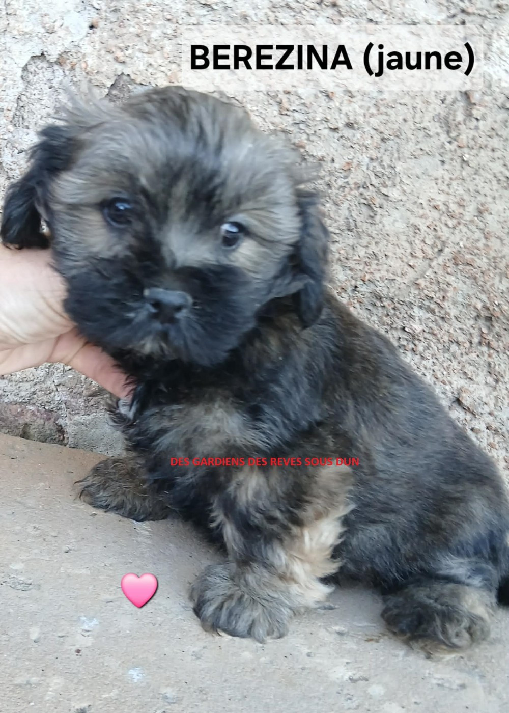 Des Gardiens Des Reves Sous Dun - Chiots disponibles - Lhassa Apso
