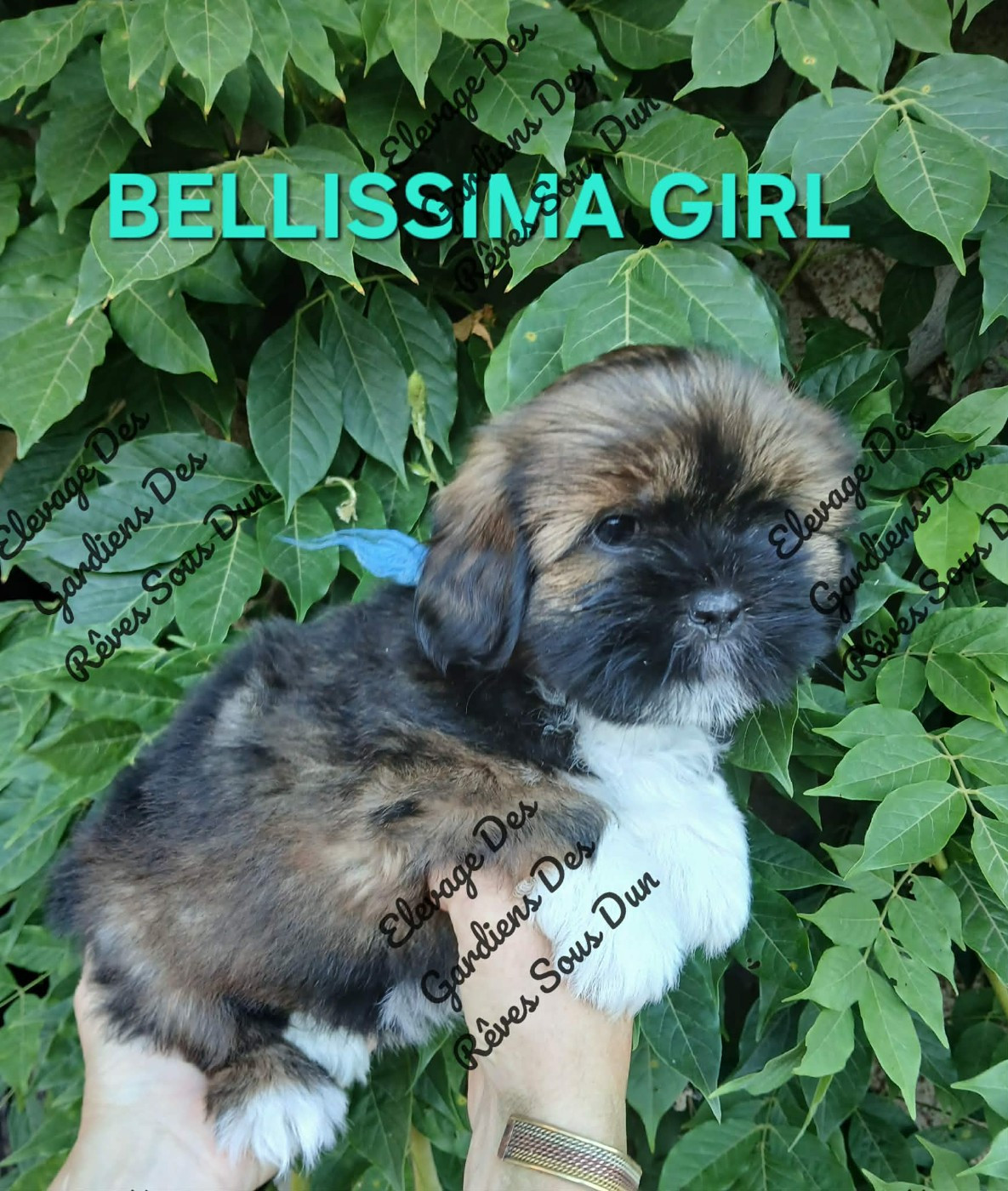 Des Gardiens Des Reves Sous Dun - Chiots disponibles - Lhassa Apso