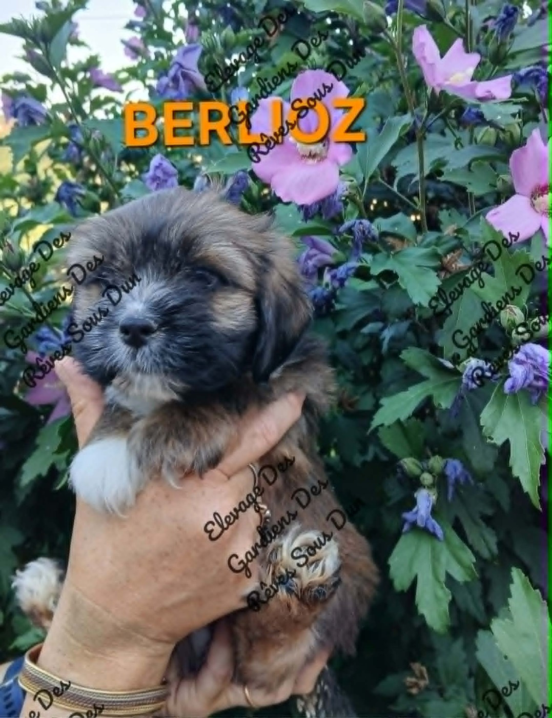 Des Gardiens Des Reves Sous Dun - Chiots disponibles - Lhassa Apso