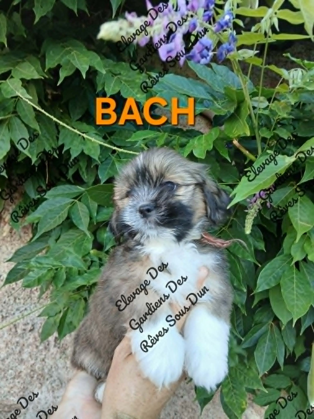 Des Gardiens Des Reves Sous Dun - Chiots disponibles - Lhassa Apso