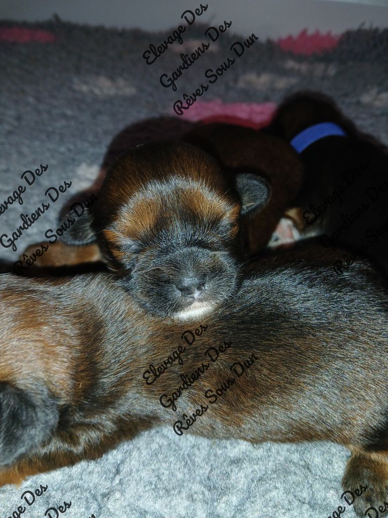 Des Gardiens Des Reves Sous Dun - Chiots disponibles - Lhassa Apso