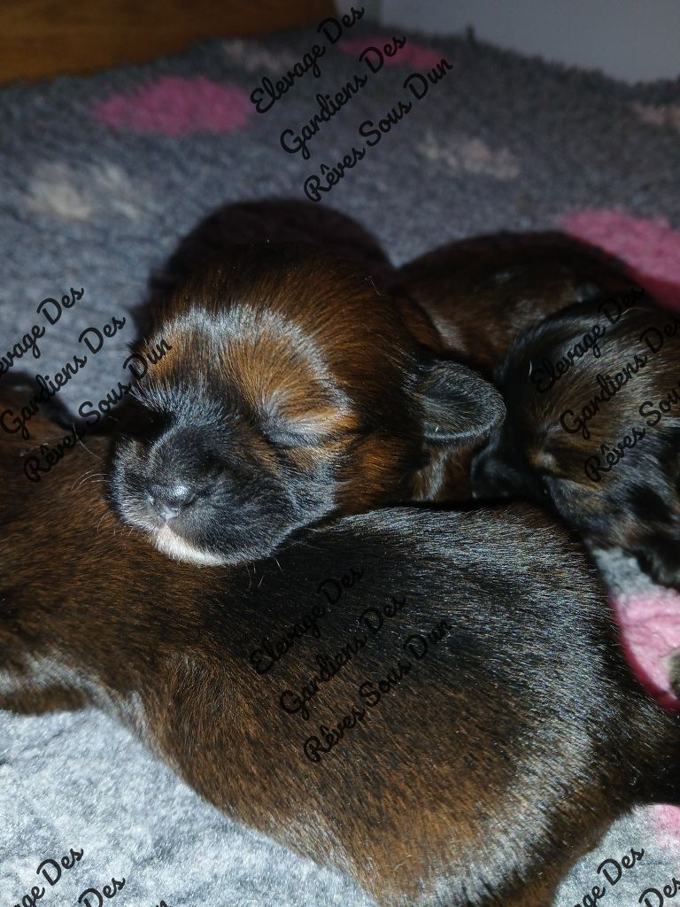 Des Gardiens Des Reves Sous Dun - Chiots disponibles - Lhassa Apso