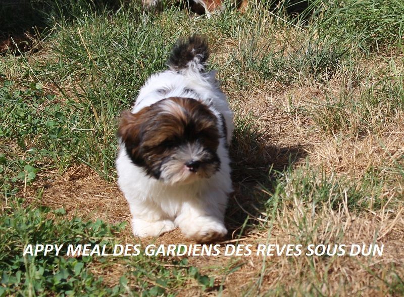 Des Gardiens Des Reves Sous Dun - Lhassa Apso - Portée née le 20/04/2025