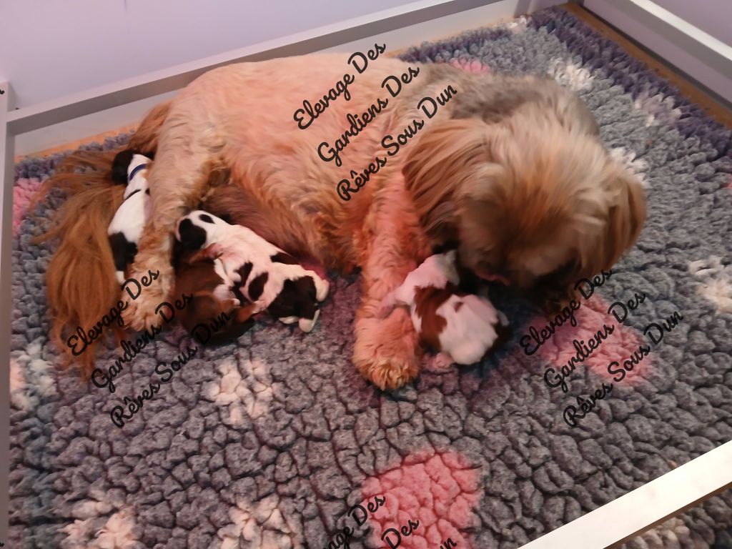 Chiot Lhassa Apso Des Gardiens Des Reves Sous Dun