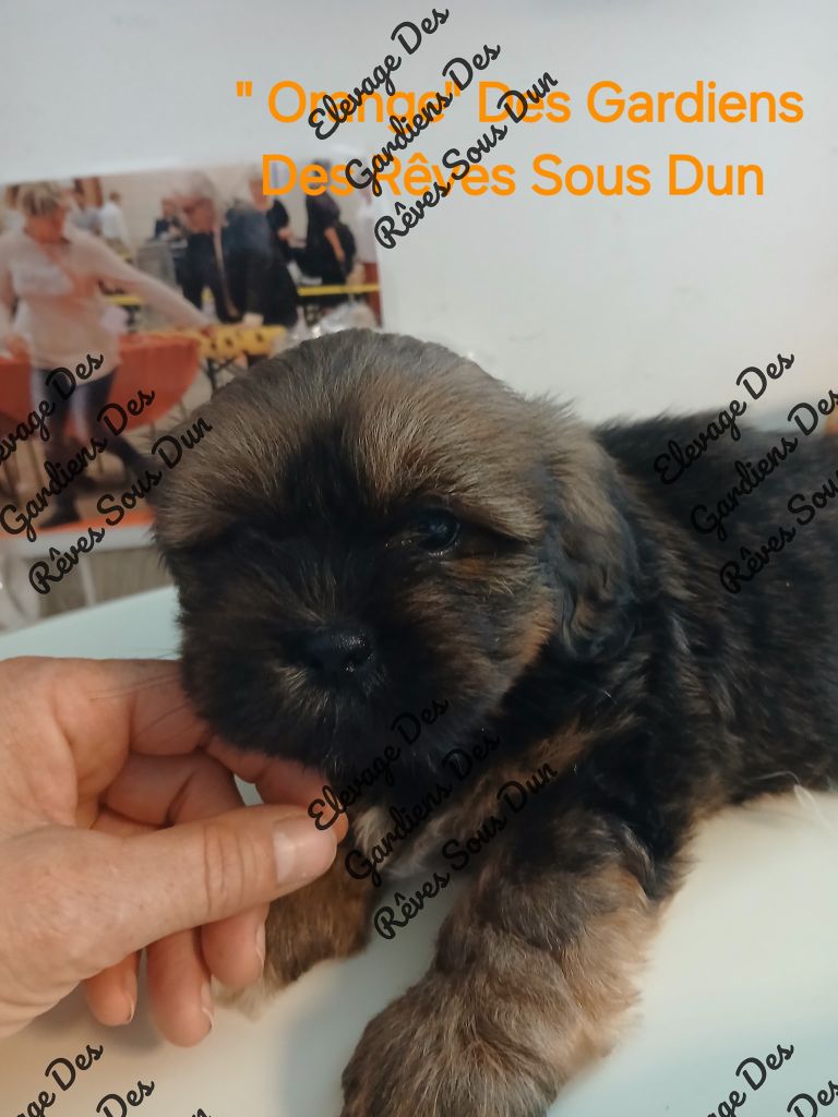 Des Gardiens Des Reves Sous Dun - Chiots disponibles - Lhassa Apso