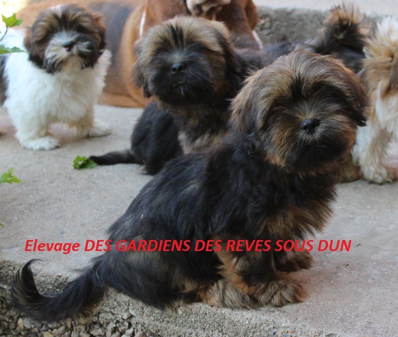 Des Gardiens Des Reves Sous Dun - Lhassa Apso - Portée née le 10/04/2025