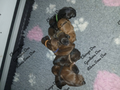 CHIOT 5
