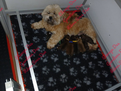 CHIOT 6