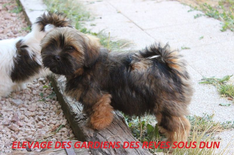 Des Gardiens Des Reves Sous Dun - Chiots disponibles - Lhassa Apso