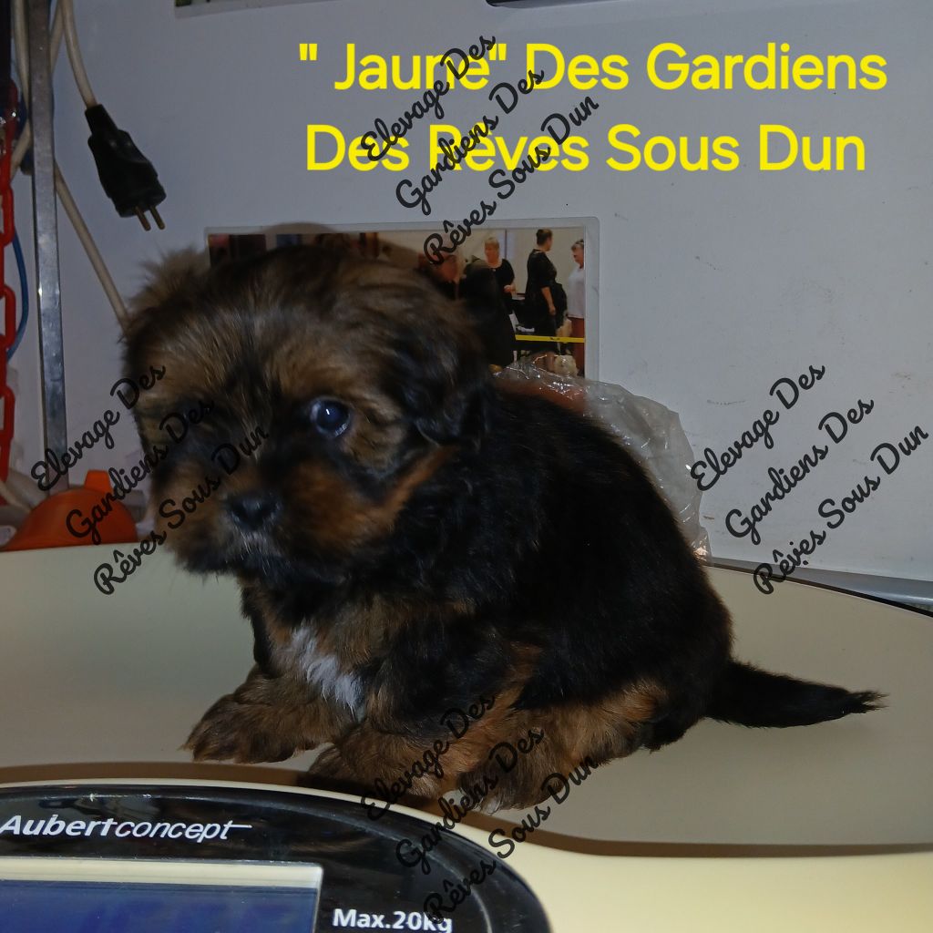 Des Gardiens Des Reves Sous Dun - Chiots disponibles - Lhassa Apso