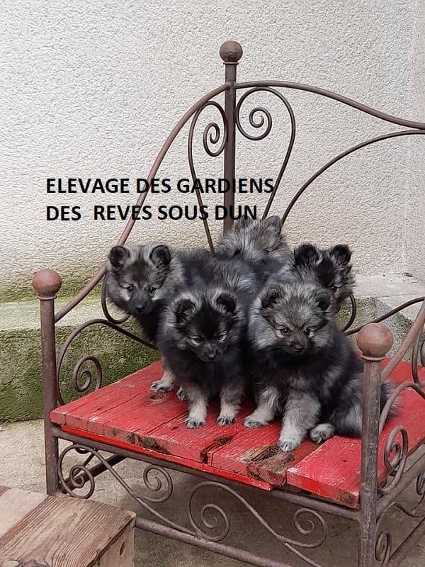 Chiot Spitz allemand Des Gardiens Des Reves Sous Dun
